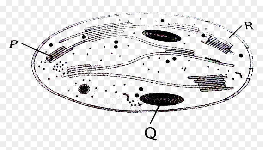 Line Art, HD Png Download - chloroplast png