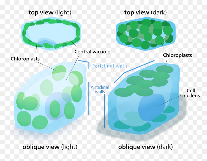 Chloroplast Movement - Periclinal And Anticlinal Wall, HD Png Download - chloroplast png
