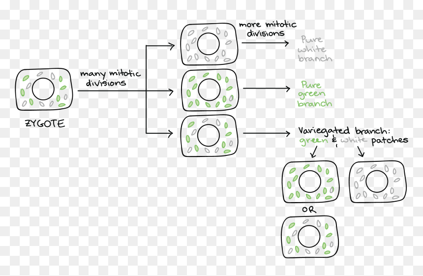 Cytoplasmic Determinants In The Egg, HD Png Download - chloroplast png