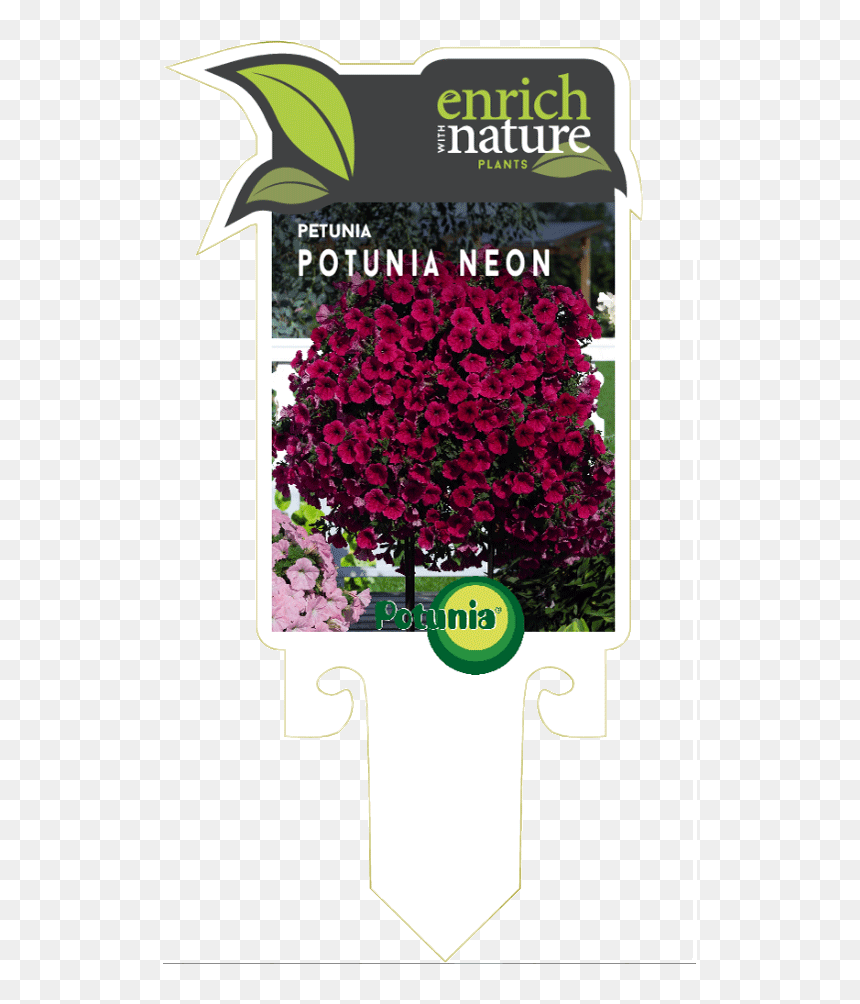Blood Amaranth, HD Png Download - petunia png