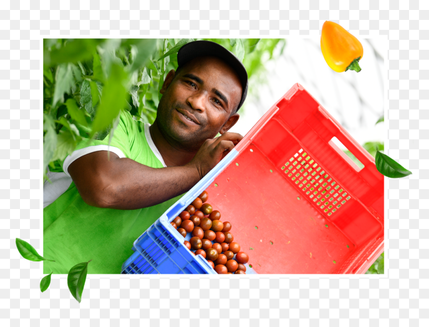 04 - Fruit, HD Png Download - human scale png