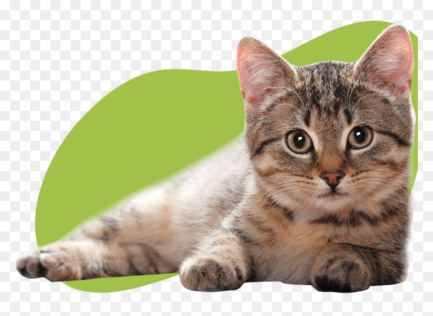 Image - Transparent Background Cat Png, Png Download - cat ear png