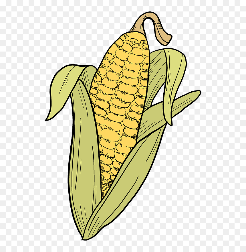 Corn Cob Clipart, HD Png Download - corn plant png