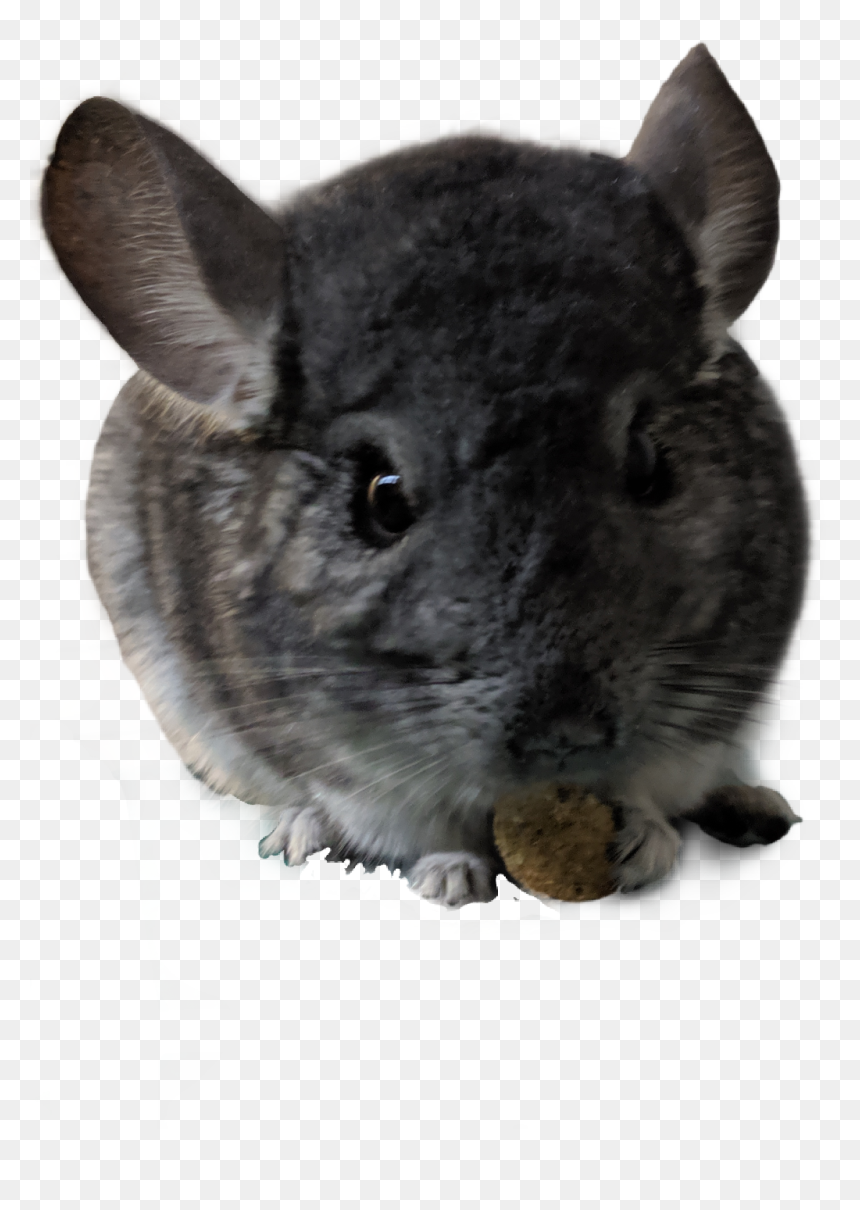 ##chinchilla - Mouse, HD Png Download - chinchilla png