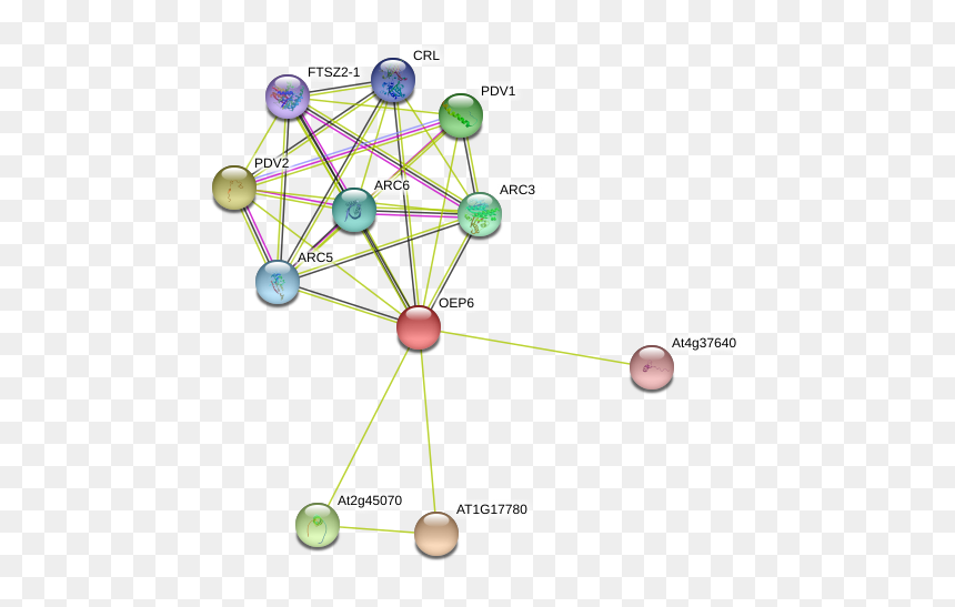 Oep6 Protein - Circle, HD Png Download - chloroplast png