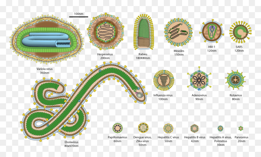 World Most Dangerous Virus, HD Png Download - human scale png