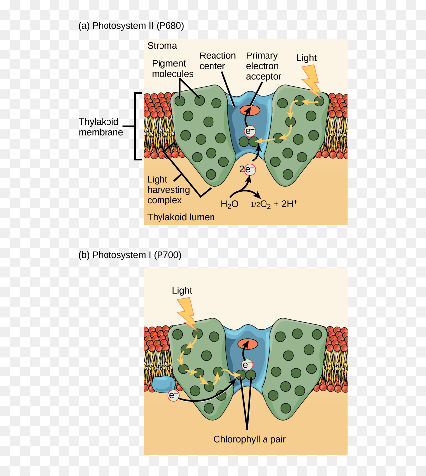 Image - Photosystem 2 Antenna Complex, HD Png Download - chloroplast png