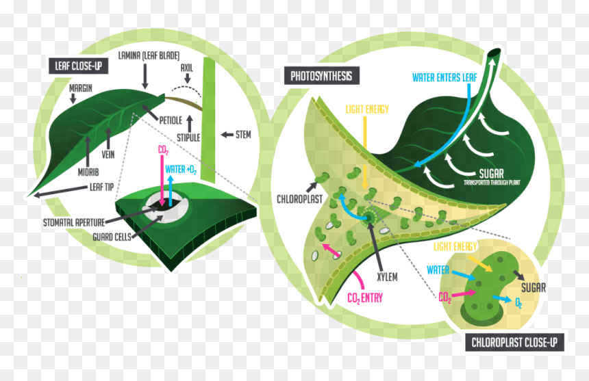 Physiology Of The Leaf, HD Png Download - chloroplast png