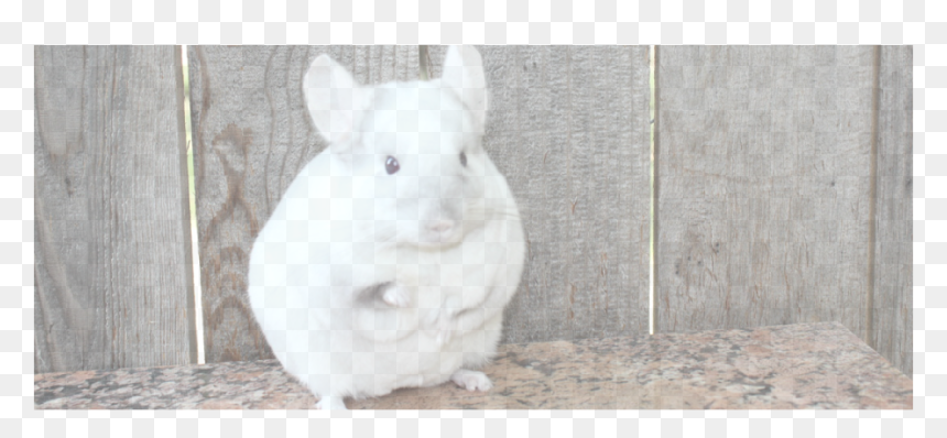 Picture - Chinchilla, HD Png Download - chinchilla png