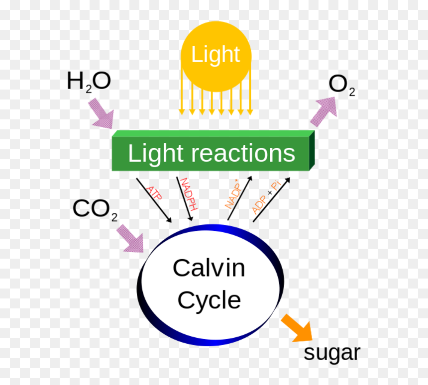 Oxygenic Photosynthesis In Cyanobacteria, HD Png Download - chloroplast png