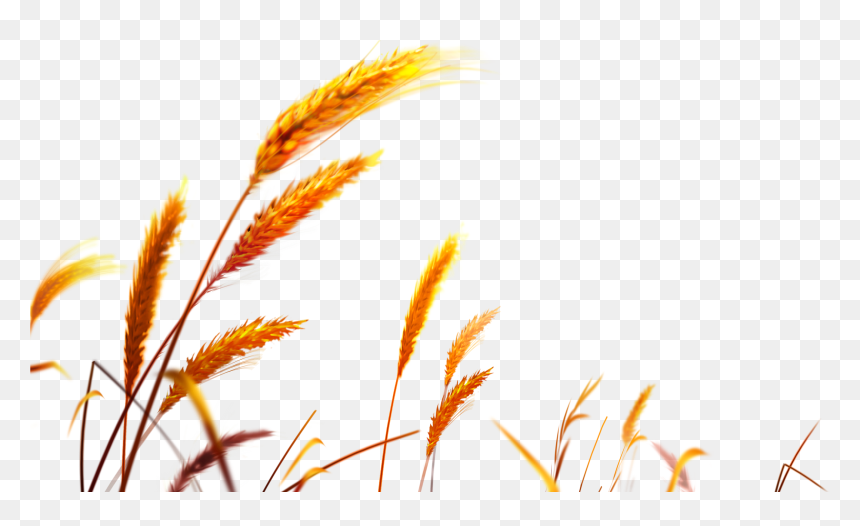 Harvest Png, Transparent Png - corn plant png
