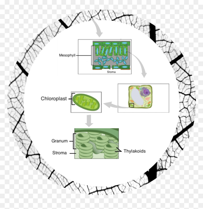 Ceshi - Circle, HD Png Download - chloroplast png