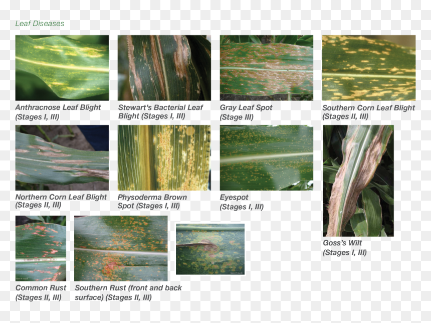 Chlorophyta, HD Png Download - corn plant png