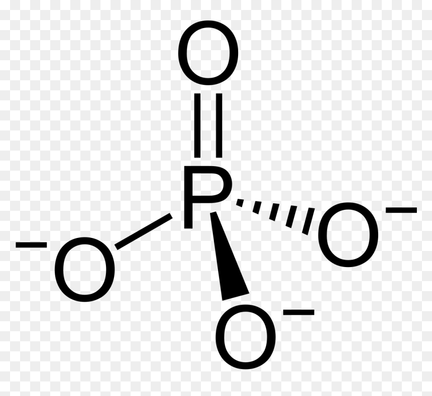 Phosphate Groups, HD Png Download - chloroplast png