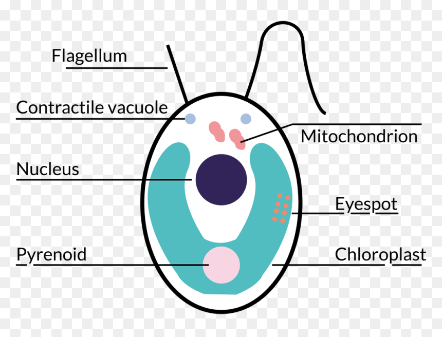 Chlamydomonas Schaubild - Circle, HD Png Download - chloroplast png
