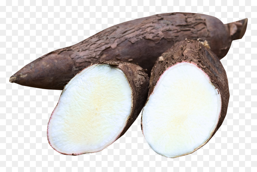 Cassava - Cassava And Bamboo Shoots, HD Png Download - yuca png