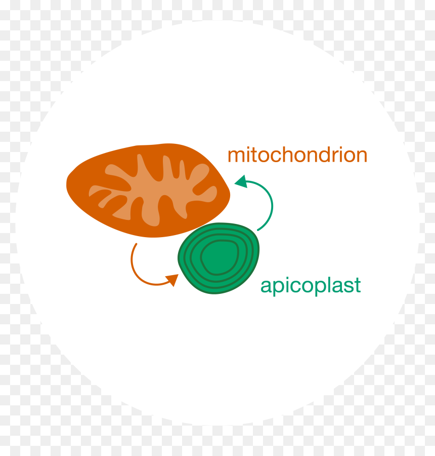 Circle, HD Png Download - chloroplast png