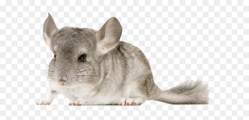Chinchilla-copie - Chinchilla Scary, HD Png Download - chinchilla png