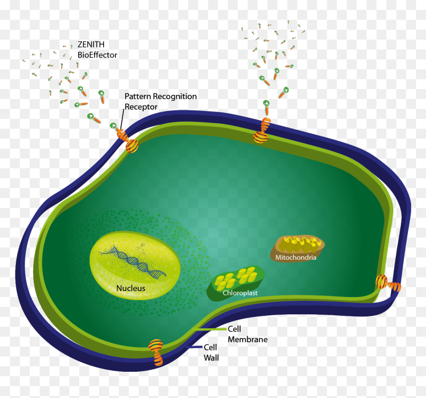 Bioeffector, HD Png Download - chloroplast png