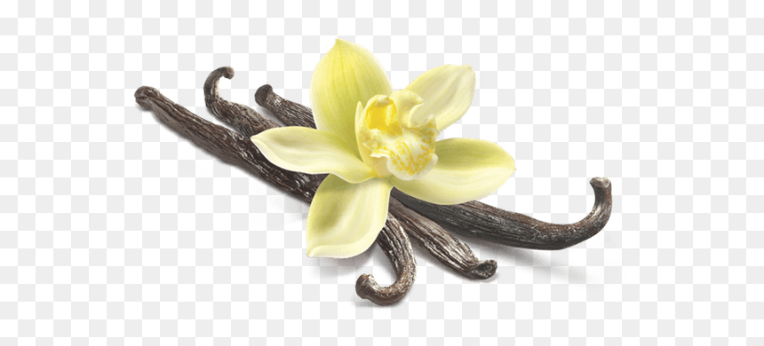 Vanilla Bean Flower Png, Transparent Png - cancelado png