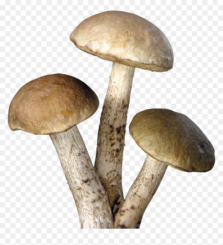 Three Tree Mushrooms Png Image, Transparent Png - shrooms png