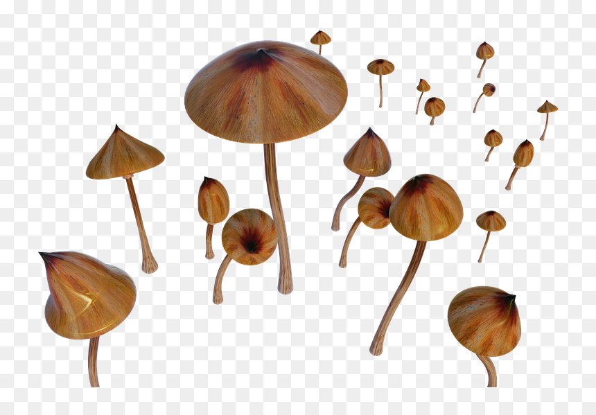 Russula Integra, HD Png Download - shrooms png
