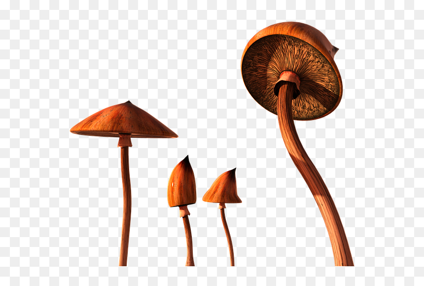 Agaricaceae, HD Png Download - shrooms png