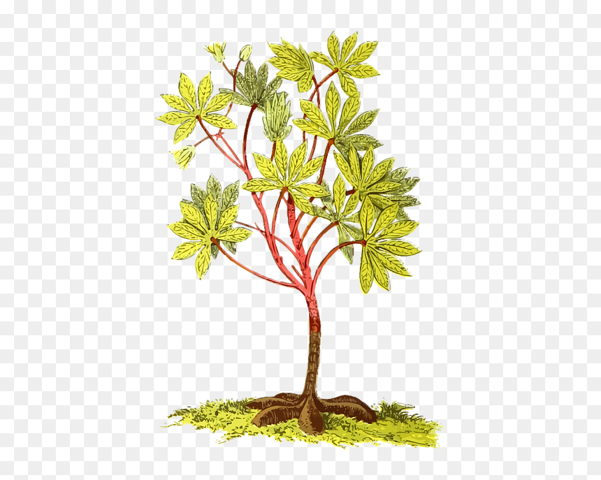 Types Of Root Plants, HD Png Download - yuca png
