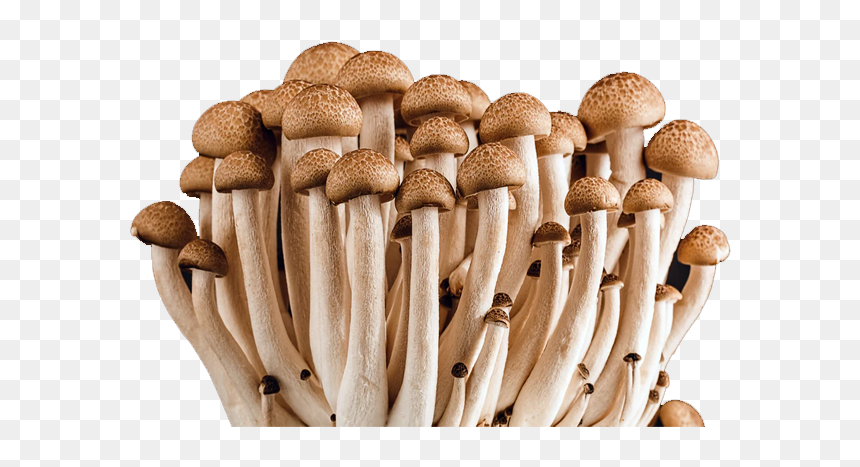 Deadly Fungus, HD Png Download - shrooms png
