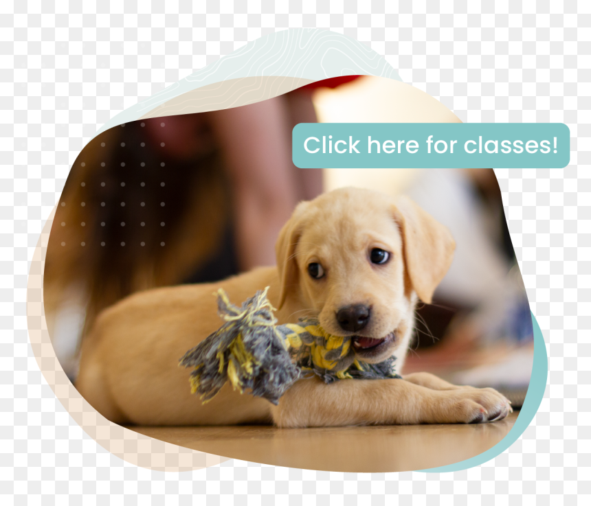 Labrador Retriever, HD Png Download - puppy paw png
