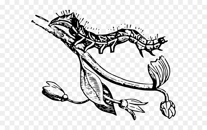 Caterpillar On Branch Vector Image - Clip Art, HD Png Download - tree branch vector png