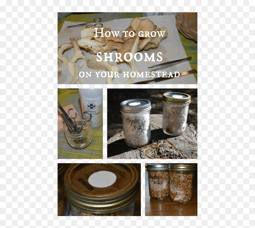 How To Grow Shrooms Joybilee Farm - Grow Shrooms, HD Png Download - shrooms png