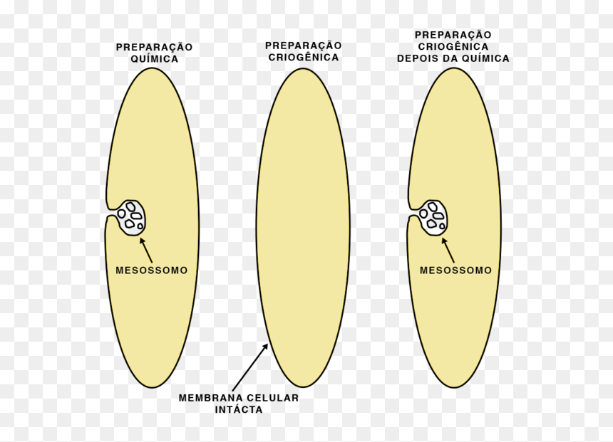 Formacao Mesossomo - O Que É Mesossomo, HD Png Download - celular vector png