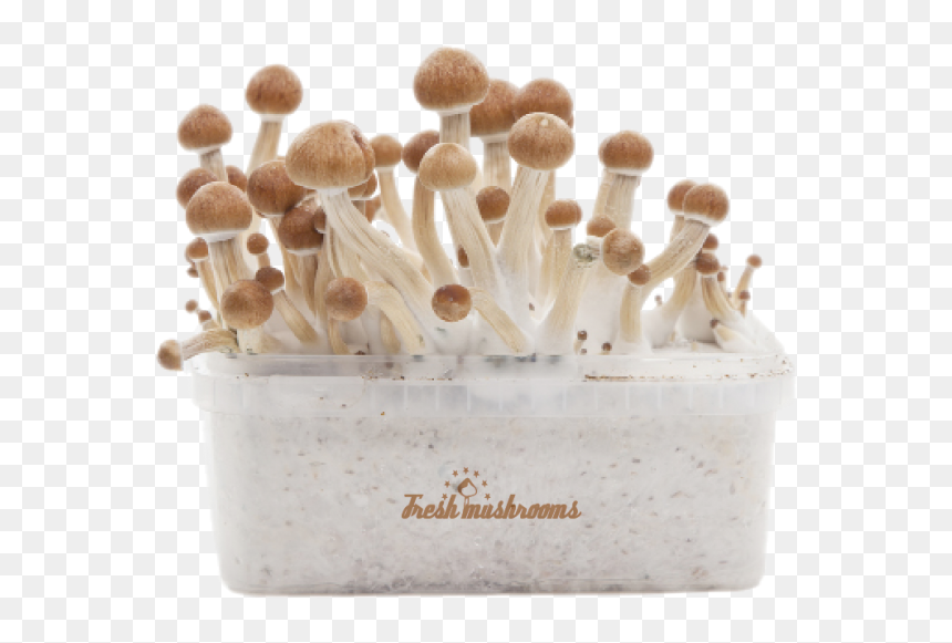 Amazonian Xp Fresh Magic Mushrooms Grow Kit "
 Title="amazonian - Magic Mushroom Grow Kit, HD Png Download - shrooms png