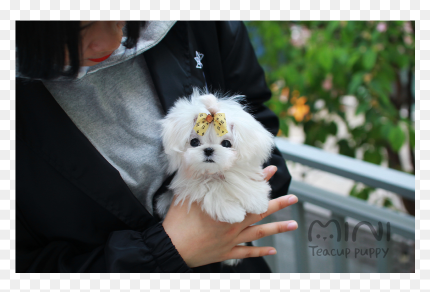 Companion Dog, HD Png Download - puppy paw png