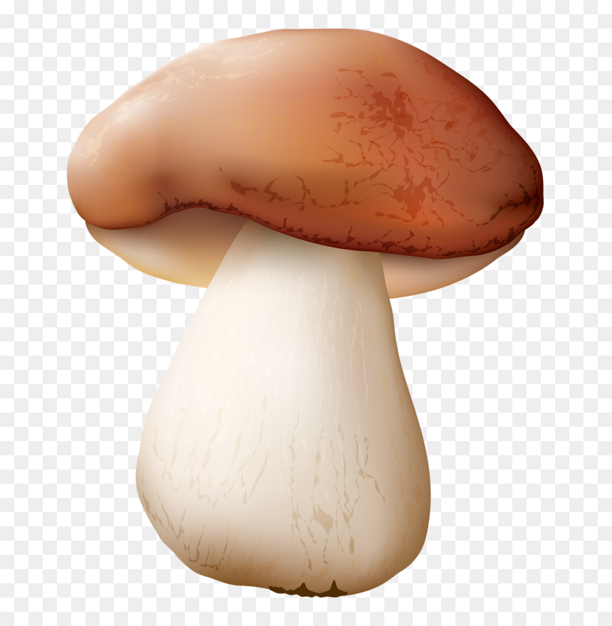 Pleurotus Eryngii, HD Png Download - shrooms png