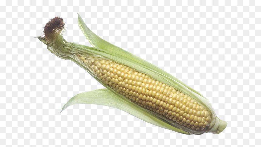 Brochure Vector Corn - Corn On A Cob Png, Transparent Png - maiz png