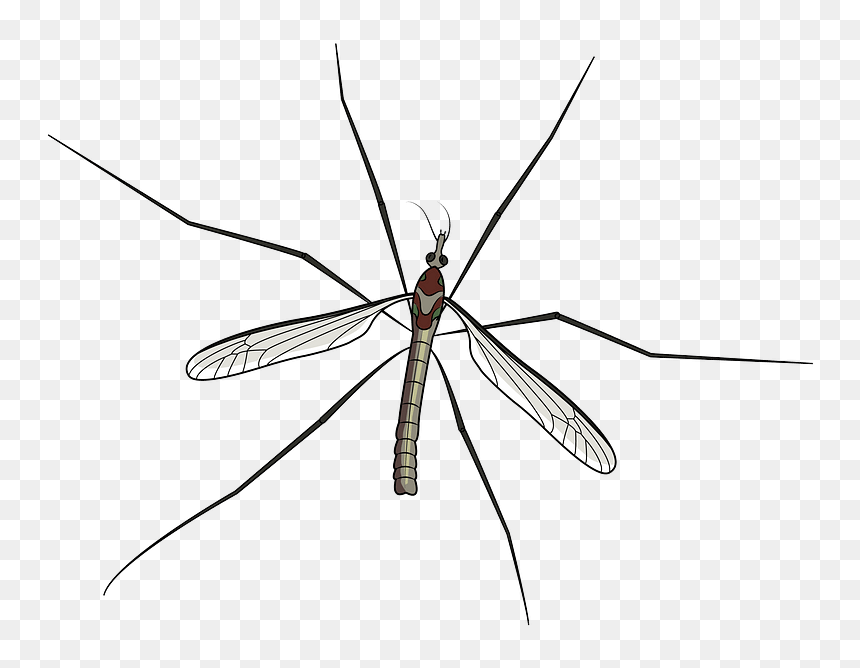 Mosquito Clipart - Net-winged Insects, HD Png Download - mosquito silhouette png