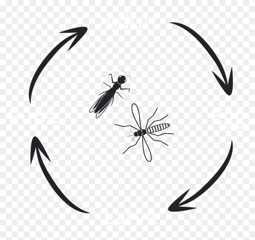 Lifecycle 1, HD Png Download - mosquito silhouette png