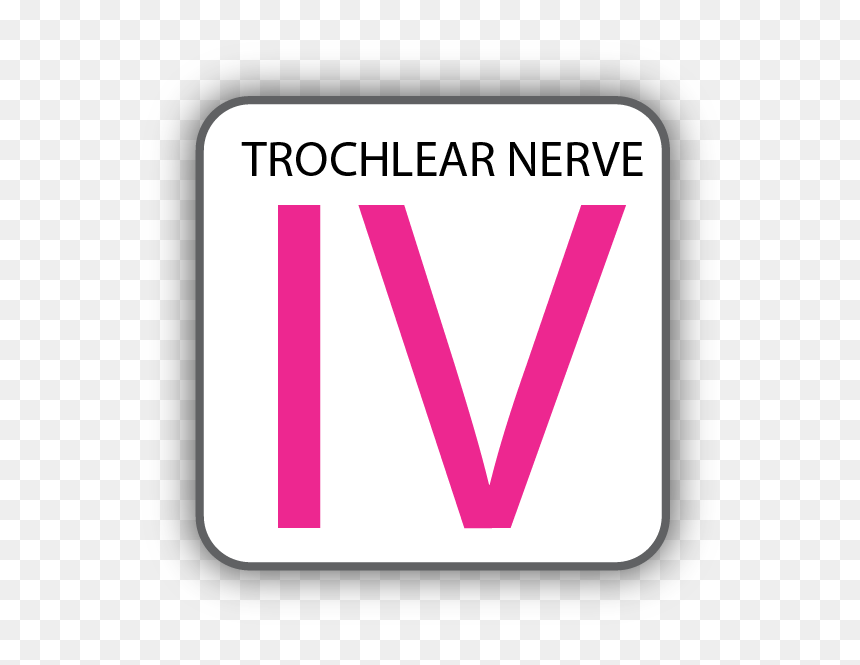Cranial Nerve Iv, HD Png Download - nerves png