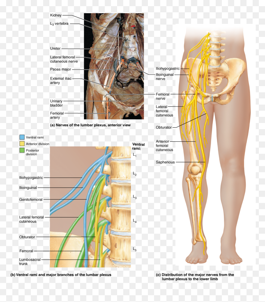Back Wing Bone Spine Png - Lumbar Plexus In Body, Transparent Png - nerves png