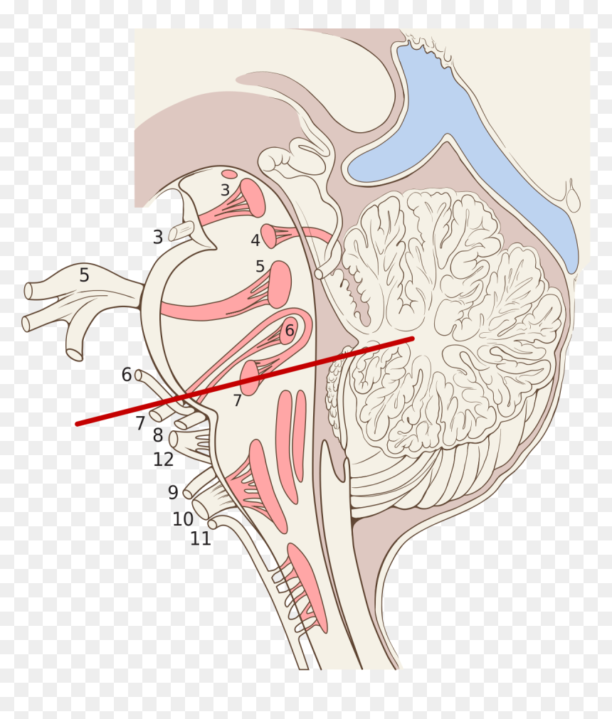 Brain Stem, HD Png Download - nerves png