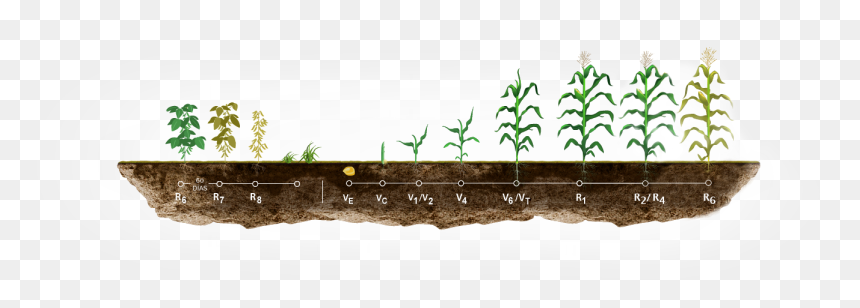 Etapas En El Cultivo De Maíz - Etapas Del Cultivo De Maiz, HD Png Download - maiz png