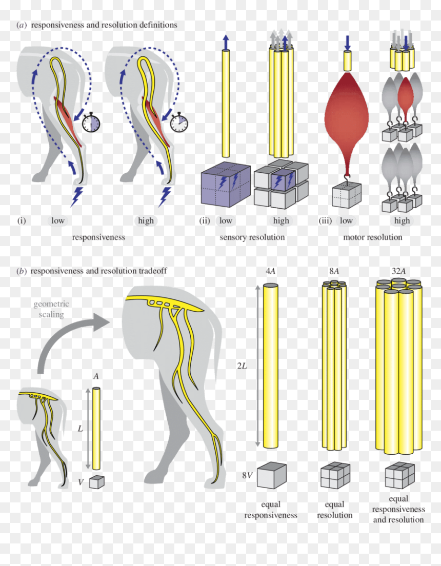 Diagram, HD Png Download - nerves png