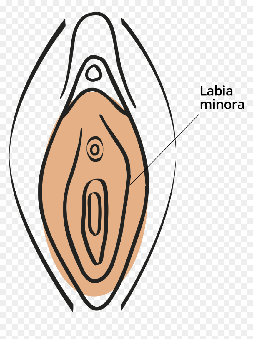 Clitoris Png, Transparent Png - shapes png