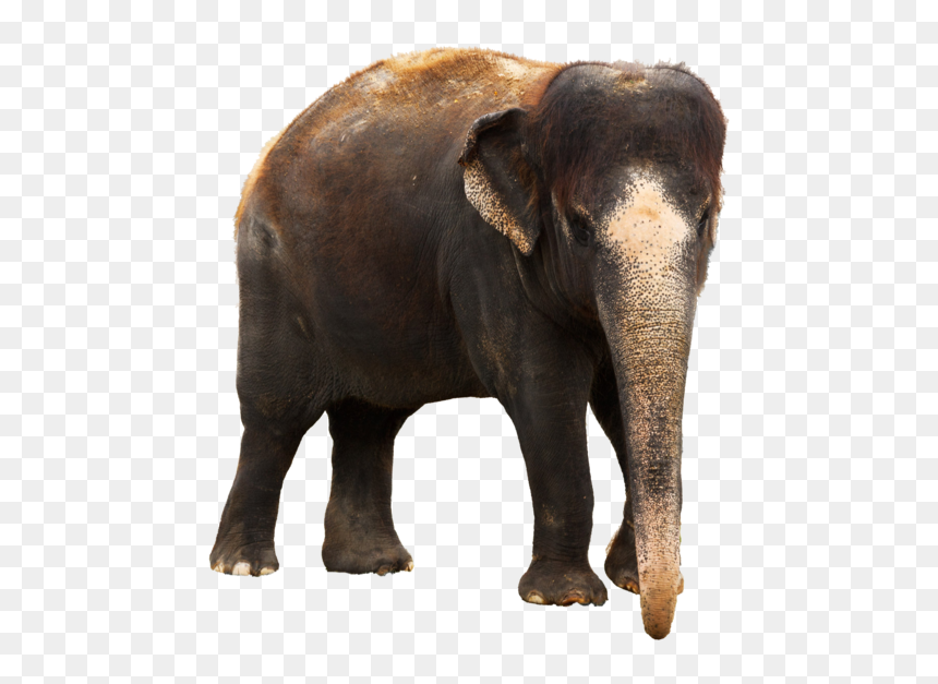 Indian Elephant Images Hd, HD Png Download - elephant png