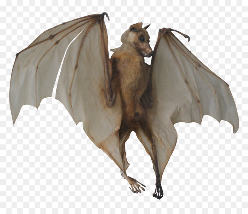Psd, HD Png Download - bat png