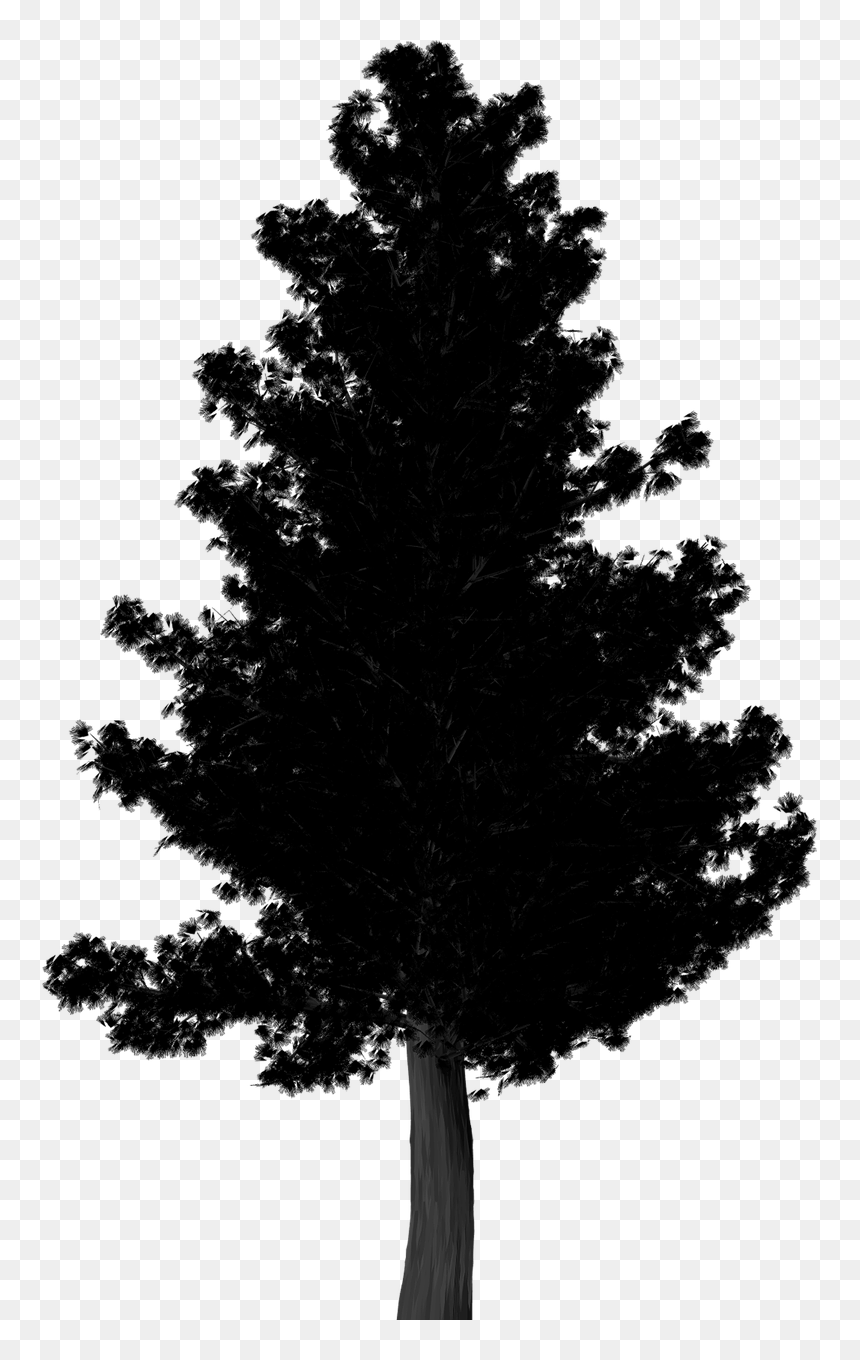 Arvore Png Sombra, Transparent Png - pine tree png