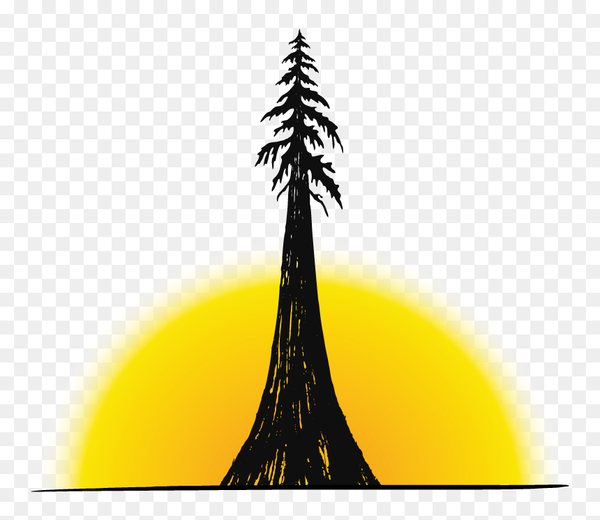 White Pine, HD Png Download - pine tree png