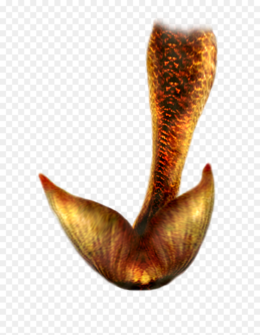 Png Mermaid Tail, Transparent Png - mermaid png